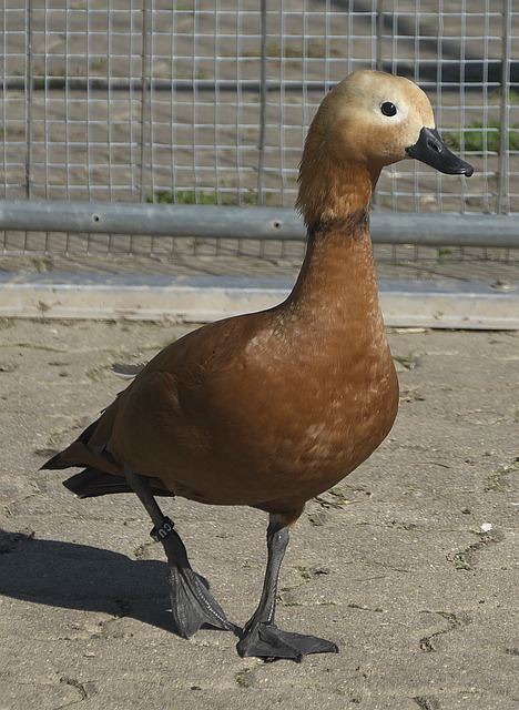 孔蒂重返英